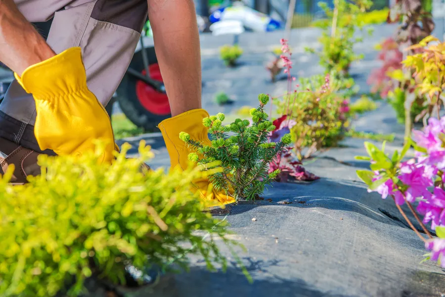 Common Yard Cleaning Mistakes To Avoid For A Neater Garden in San Jose, CA Common Yard Cleaning Mistakes To Avoid For A Neater Garden in San Jose, CA