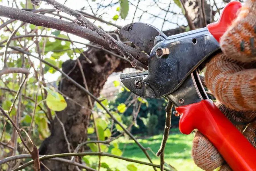 Experienced Tree Pruning San Jose, CA Experienced Tree Pruning San Jose, CA
