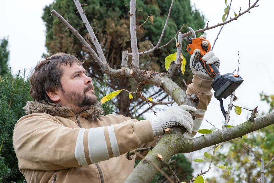 Reliable Tree Pruning San Jose, CA Reliable Tree Pruning San Jose, CA